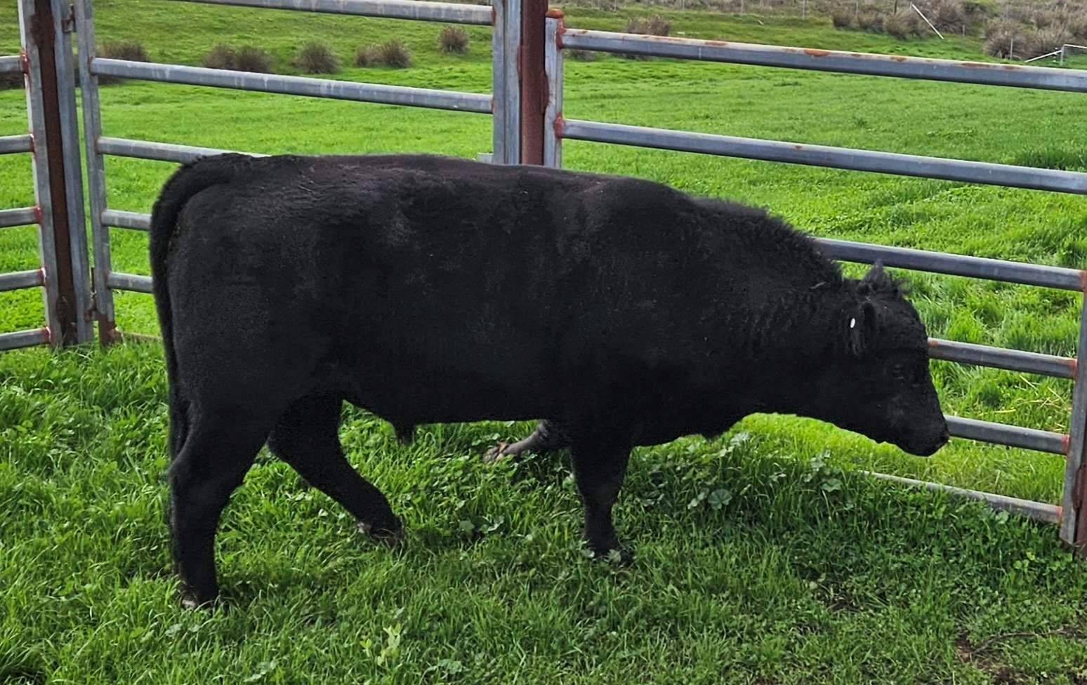 Black angus bull photo 1